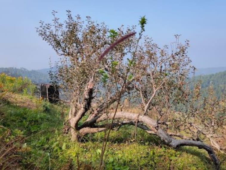 Chaubatia Garden-5